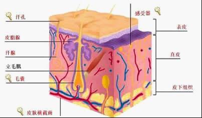 多维白癜风康复工程四大优势